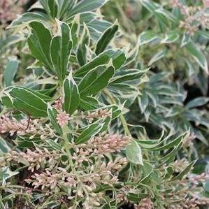 Pieris japonica White Rim in the GardenTags plant encyclopedia Pieris White Rim in the GardenTags plant encyclopedia