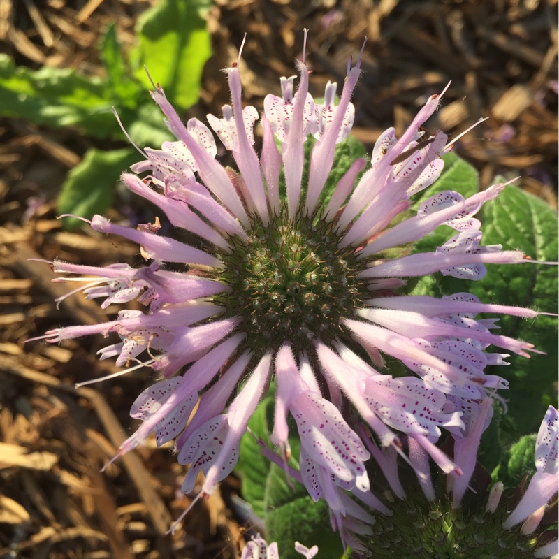 Monarda Leading Lady Lilac in the GardenTags plant encyclopedia Bergamot Leading Lady Lilac in the GardenTags plant encyclopedia