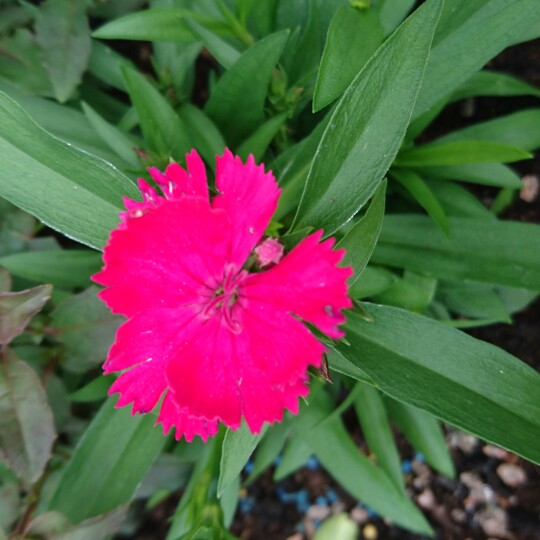 Dianthus barbatus Magenta in the GardenTags plant encyclopedia Sweet William Magenta in the GardenTags plant encyclopedia