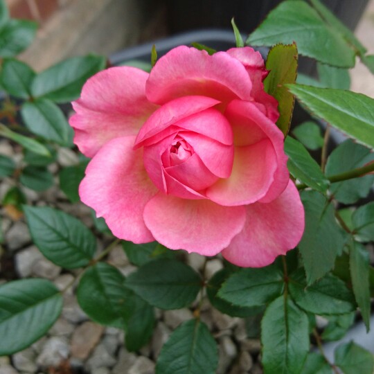Rosa Queens London Child (Harlisted) in the GardenTags plant encyclopedia Patio Rose Queens London Child in the GardenTags plant encyclopedia