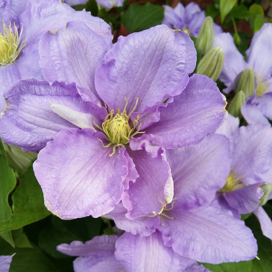 Clematis Cezanne™ evipo023 in the GardenTags plant encyclopedia Clematis Cezanne™ in the GardenTags plant encyclopedia