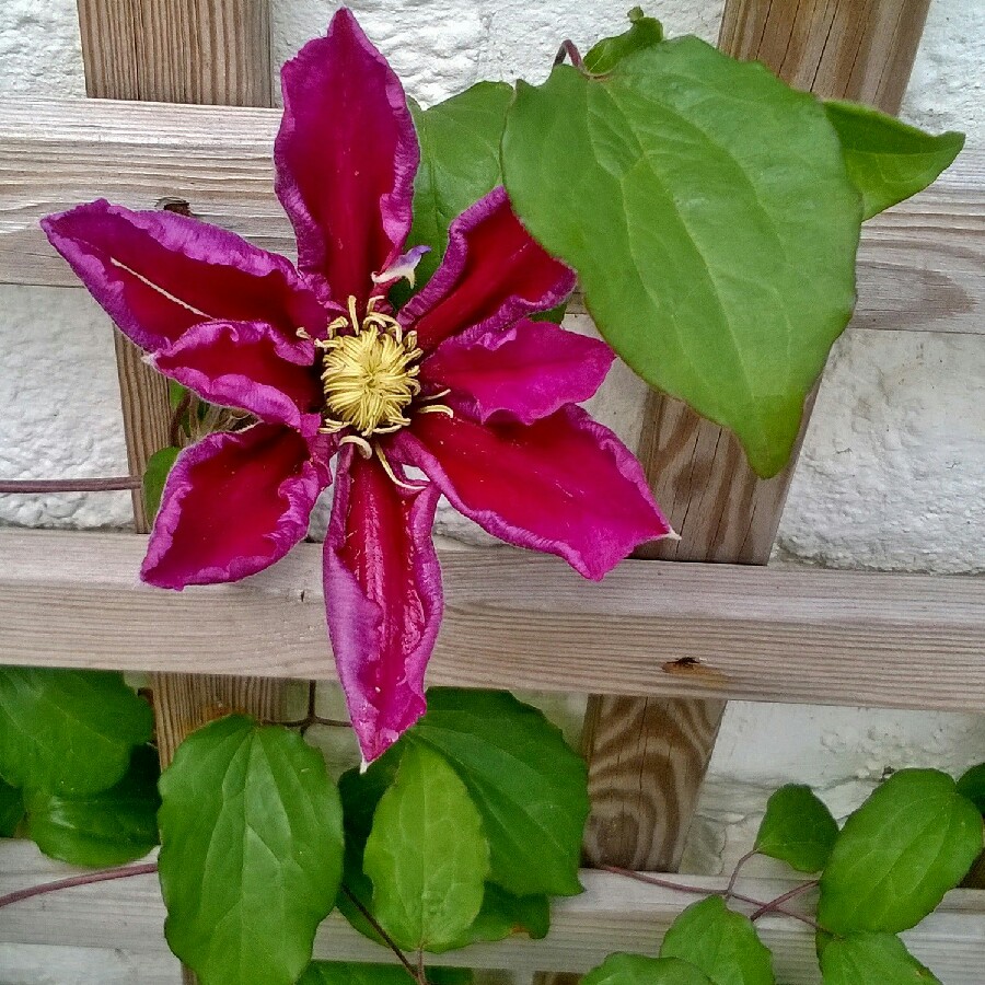 Clematis Varenne in the GardenTags plant encyclopedia Clematis Varenne in the GardenTags plant encyclopedia