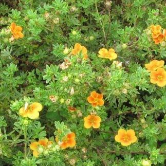 Potentilla fruticosa Hopleys Orange in the GardenTags plant encyclopedia Shrubby cinquefoil Hopleys Orange in the GardenTags plant encyclopedia