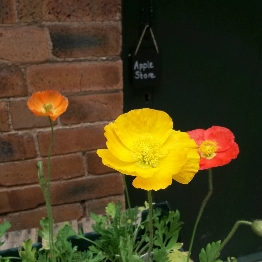 Papaver alpinum in the GardenTags plant encyclopedia Alpine poppy in the GardenTags plant encyclopedia