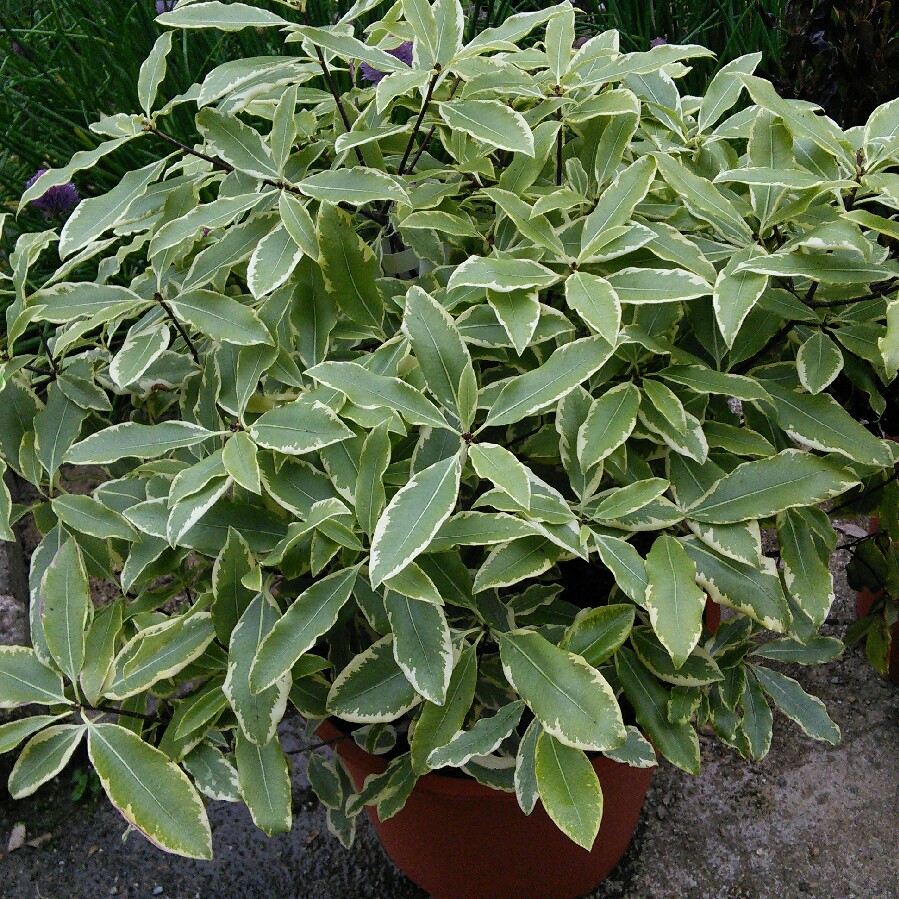 Pittosporum eugenioides Variegatum in the GardenTags plant encyclopedia Lemonwood Variegatum in the GardenTags plant encyclopedia