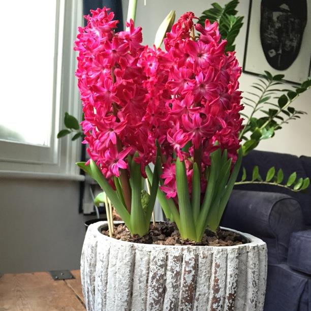 hyacinthus-orientalis-jan-bos.jpeg