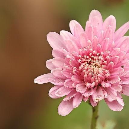 Chrysanthemum x morifolium Mammoth Twilight Pink Daisy in the GardenTags plant encyclopedia Chrysanthemum Twilight Pink Daisy in the GardenTags plant encyclopedia