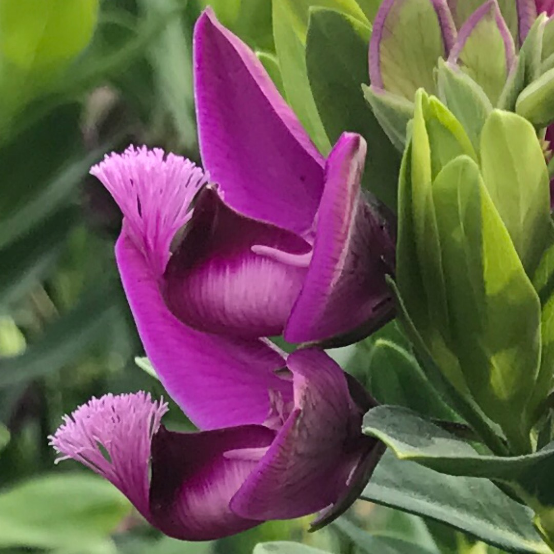 Polygala Dalmaisiana in the GardenTags plant encyclopedia Sweet Pea Shrub in the GardenTags plant encyclopedia