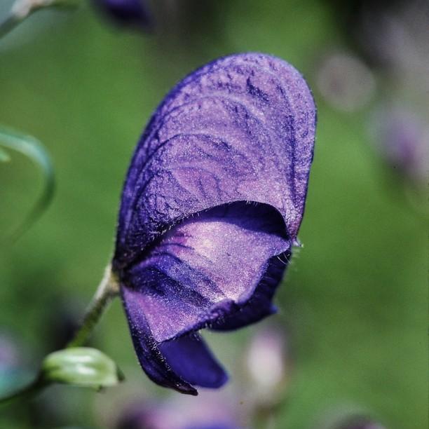 Aconitum carmichaelii Barkers Variety in the GardenTags plant encyclopedia Monkshood Barkers Variety in the GardenTags plant encyclopedia