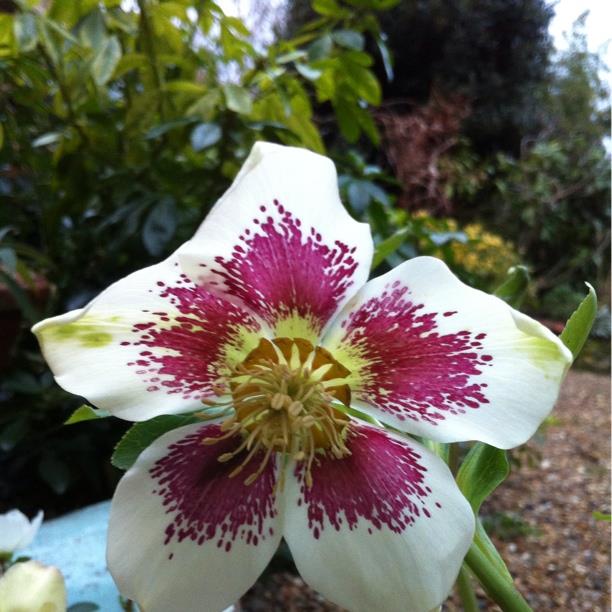 Hellebore White Lady Spotted in the GardenTags plant encyclopedia