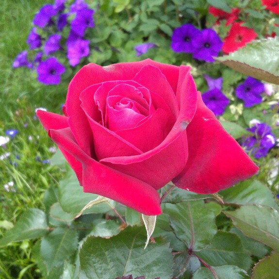 Rosa Frydandy syn. Rosa Thinking Of You, Rosa Joyeux Anniversaire in the GardenTags plant encyclopedia Rose Thinking Of You (Hybrid Tea) in the GardenTags plant encyclopedia