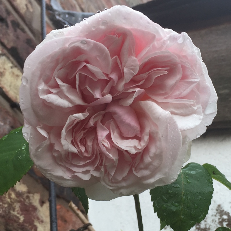 Rosa Souvenir de la Malmaison in the GardenTags plant encyclopedia Old Rose Souvenir de la Malmaison in the GardenTags plant encyclopedia
