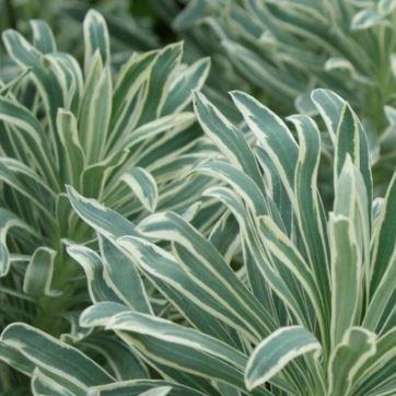 Euphorbia characias Glacier Blue in the GardenTags plant encyclopedia Mediterranean Spurge Glacier Blue in the GardenTags plant encyclopedia