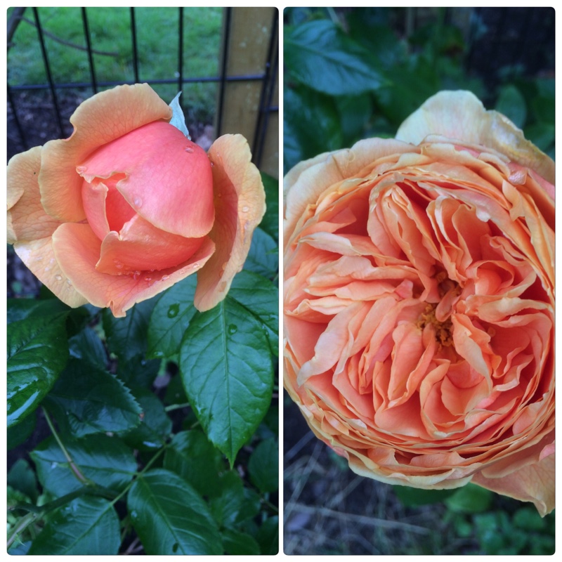 Rosa Carolyn Knight in the GardenTags plant encyclopedia Rose Carolyn Knight in the GardenTags plant encyclopedia