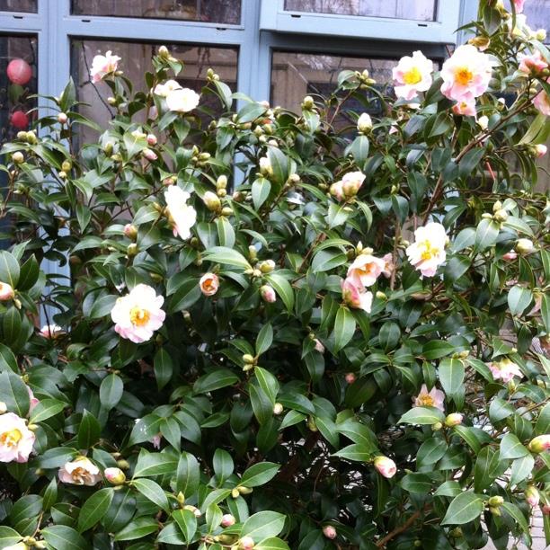 Camellia japonica Nuccios Pink Lace in the GardenTags plant encyclopedia Camellia Nuccios Pink Lace in the GardenTags plant encyclopedia