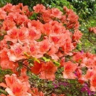 Azalea Orange Beauty in the GardenTags plant encyclopedia