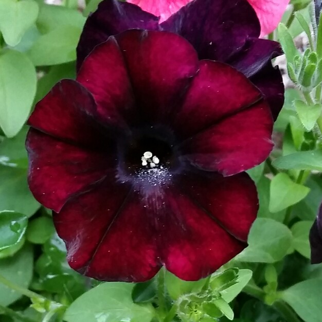 Petunia Cherry Cola in the GardenTags plant encyclopedia Trailing Petunia Cherry Cola in the GardenTags plant encyclopedia
