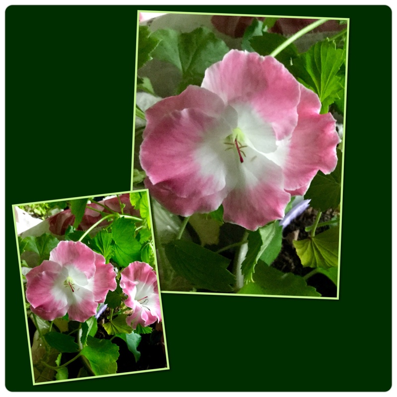 Pelargonium Regbesopi (Bermuda Series) syn. Pelargonium Bermuda Soft Pink in the GardenTags plant encyclopedia Pelargonium Bermuda Soft Pink (Regal) in the GardenTags plant encyclopedia