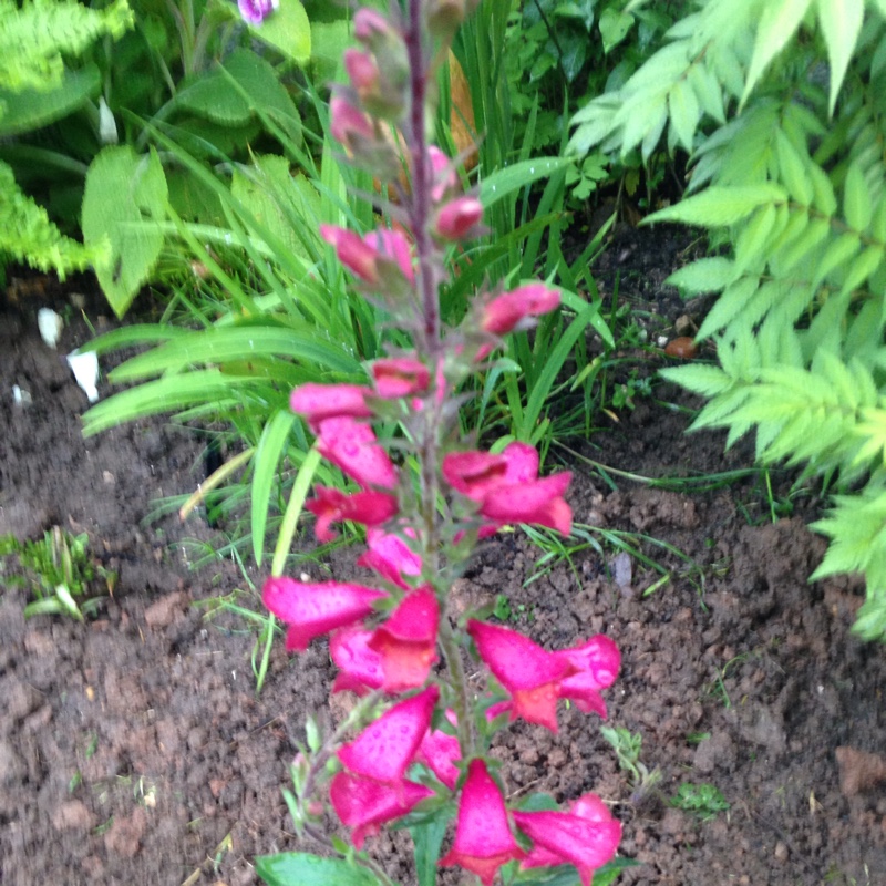 Digitalis Illumination Cherry Brandy in the GardenTags plant encyclopedia Foxglove Cherry Brandy in the GardenTags plant encyclopedia