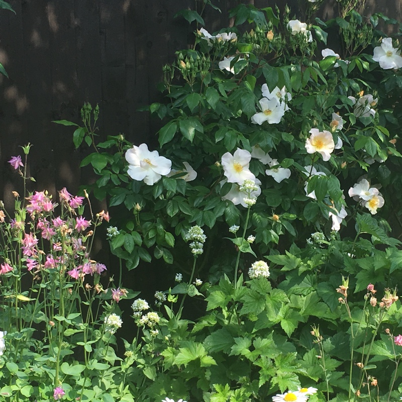 Rosa Sally Holmes in the GardenTags plant encyclopedia Rose Sally Holmes in the GardenTags plant encyclopedia