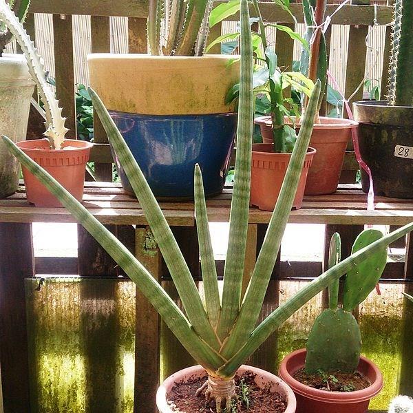 Sansevieria cylindrica in the GardenTags plant encyclopedia Cylindrical Snake Plant in the GardenTags plant encyclopedia