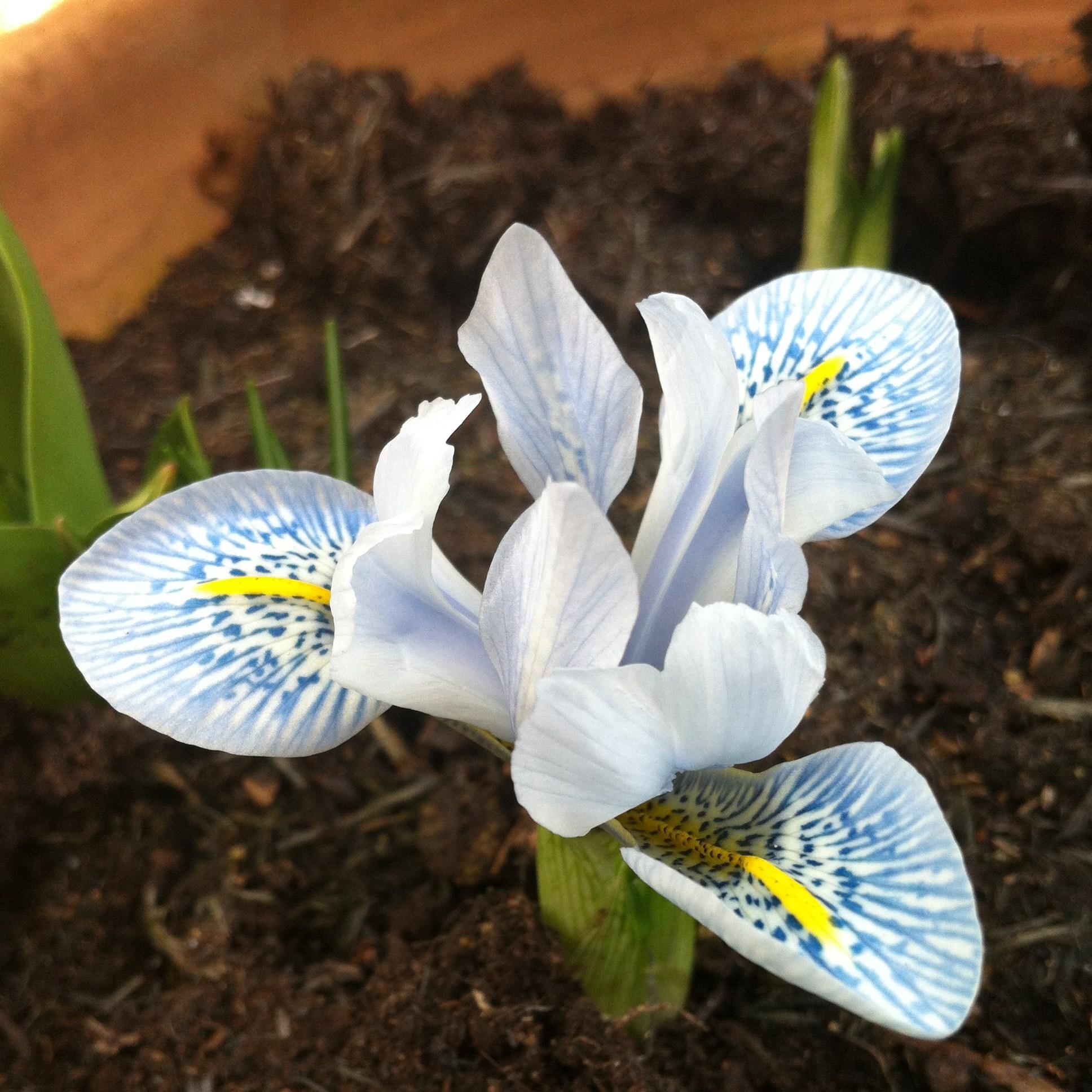 Iris Sheila Ann Germaney syn. Iris reticulata Sheila Ann Germaney in the GardenTags plant encyclopedia Reticulate Iris Sheila Ann Germaney in the GardenTags plant encyclopedia