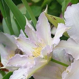 Clematis Gladys Picard in the GardenTags plant encyclopedia Clematis Gladys Picard in the GardenTags plant encyclopedia