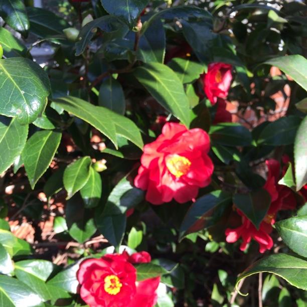Camellia Greensboro Red in the GardenTags plant encyclopedia