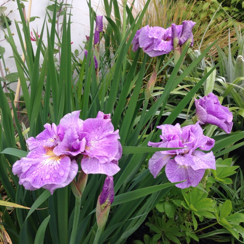 Iris sibirica Pink Parfait in the GardenTags plant encyclopedia Siberian Iris Pink Parfait in the GardenTags plant encyclopedia