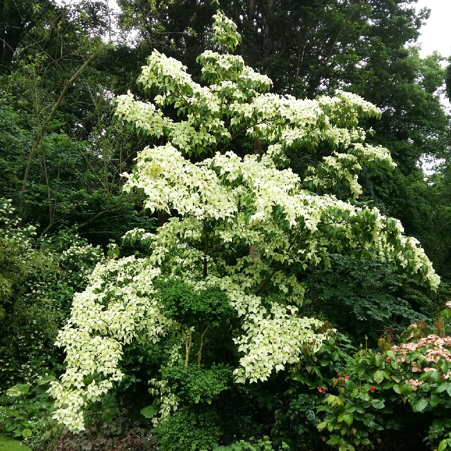 Cornus kousa John Slocock in the GardenTags plant encyclopedia Flowering Dogwood John Slocock in the GardenTags plant encyclopedia