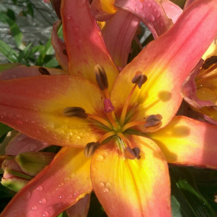 Lilium in the GardenTags plant encyclopedia Lily in the GardenTags plant encyclopedia