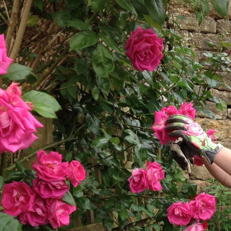 Rosa Morning Jewel in the GardenTags plant encyclopedia Rose Morning Jewel in the GardenTags plant encyclopedia