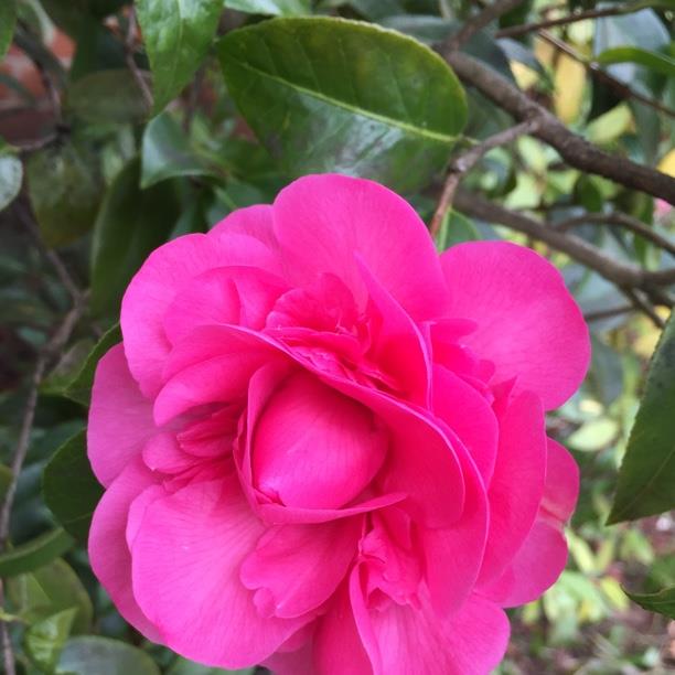 Camellia japonica Pink in the GardenTags plant encyclopedia Camellia Pink in the GardenTags plant encyclopedia