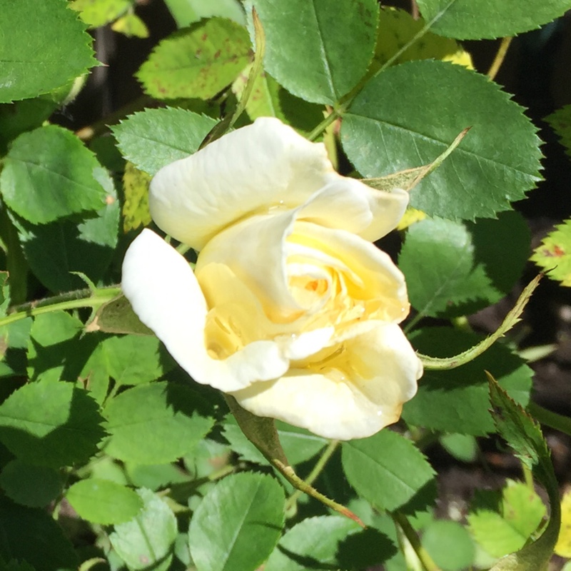 Rosa J.P. Connell in the GardenTags plant encyclopedia Rose J.P. Connell (Shrub) in the GardenTags plant encyclopedia