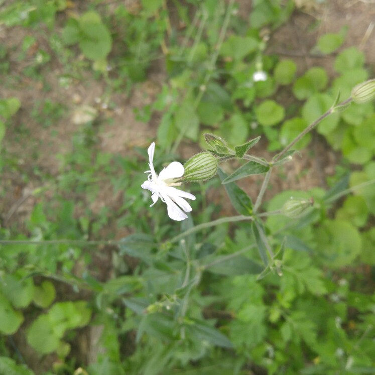 Bladder Campion in the GardenTags plant encyclopedia
