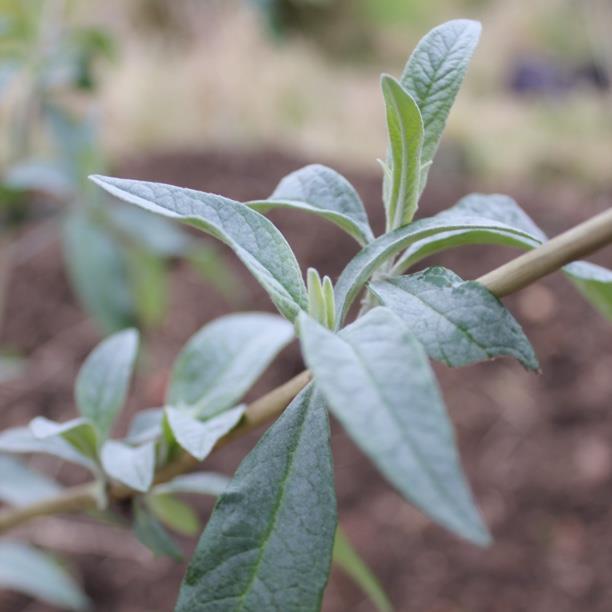Buddleja fallowiana var. alba in the GardenTags plant encyclopedia White Flowered Chinese Butterfly Bush in the GardenTags plant encyclopedia
