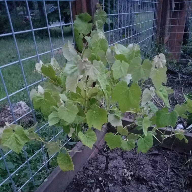 Seedless Grape Mars in the GardenTags plant encyclopedia