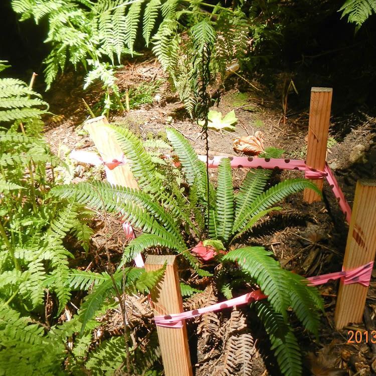 Blechnum spicant syn. Blechnum boreale;Blechnum heterophyllum in the GardenTags plant encyclopedia Hard Fern in the GardenTags plant encyclopedia