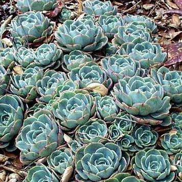 Echeveria Imbricata in the GardenTags plant encyclopedia Echeveria Imbricata in the GardenTags plant encyclopedia