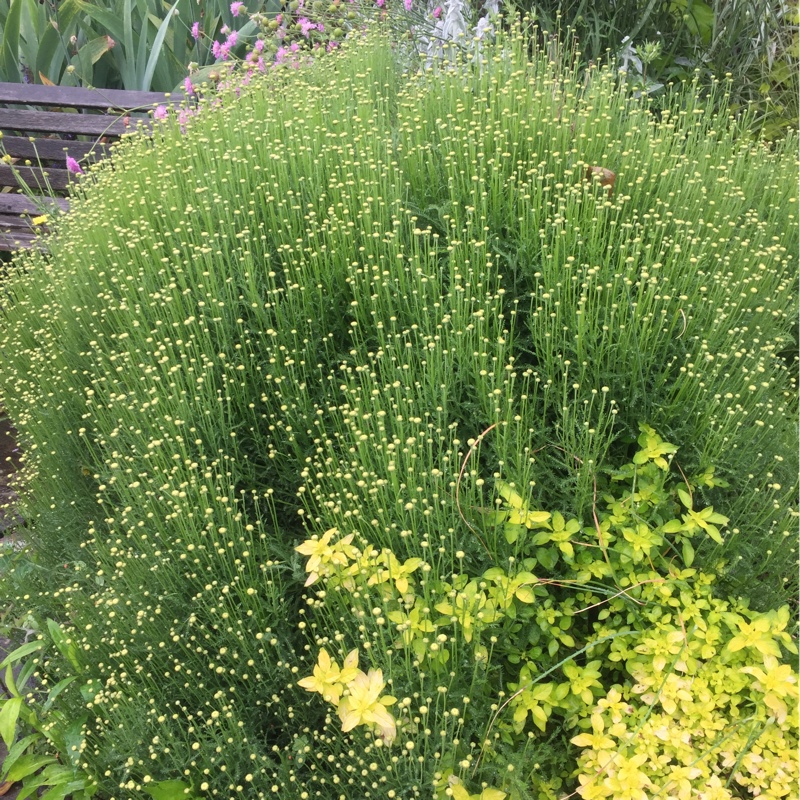 Cotton lavender in the GardenTags plant encyclopedia