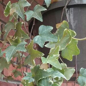Hedera helix in the GardenTags plant encyclopedia English Ivy in the GardenTags plant encyclopedia