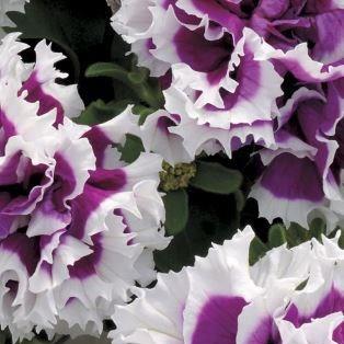 Petunia Purple Pirouette in the GardenTags plant encyclopedia Petunia Purple Pirouette in the GardenTags plant encyclopedia
