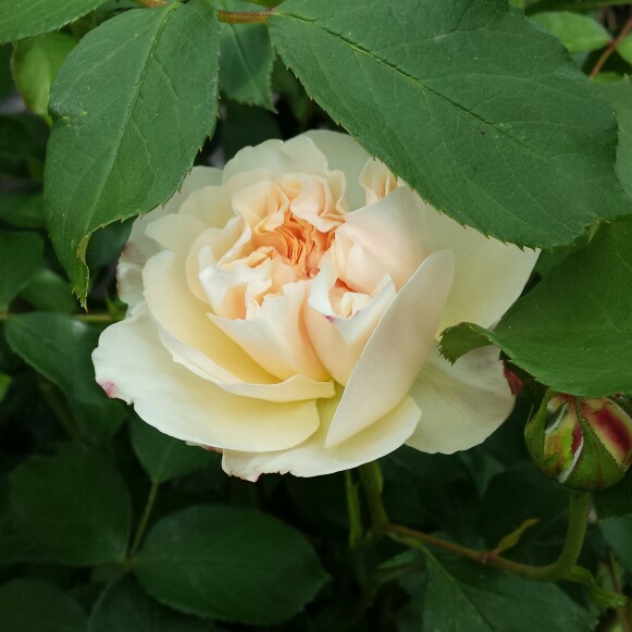 Rose Lichfield Angel in the GardenTags plant encyclopedia