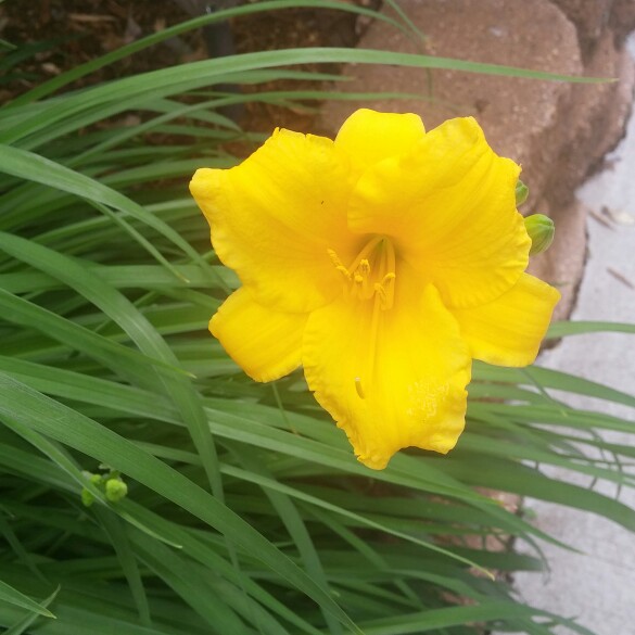 Hemerocallis Stella De Oro in the GardenTags plant encyclopedia Daylily Stella De Oro in the GardenTags plant encyclopedia