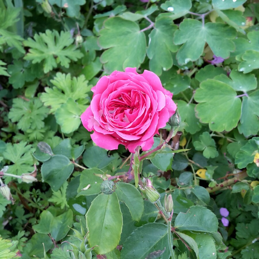Rosa Frilly Cuff in the GardenTags plant encyclopedia Rose Frilly Cuff in the GardenTags plant encyclopedia