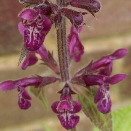 Northern British Marsh Orchid in the GardenTags plant encyclopedia