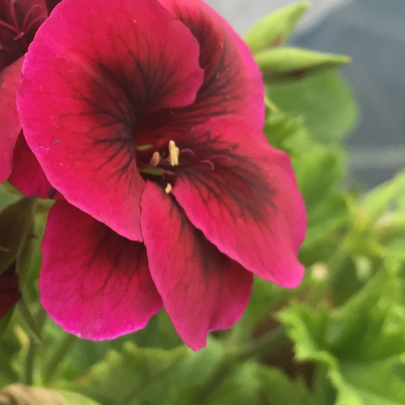 Pelargonium Regalia Chocolate (Regal) in the GardenTags plant encyclopedia