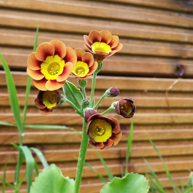 Primula auricula Toffee Crisp in the GardenTags plant encyclopedia Auricula Toffee Crisp in the GardenTags plant encyclopedia