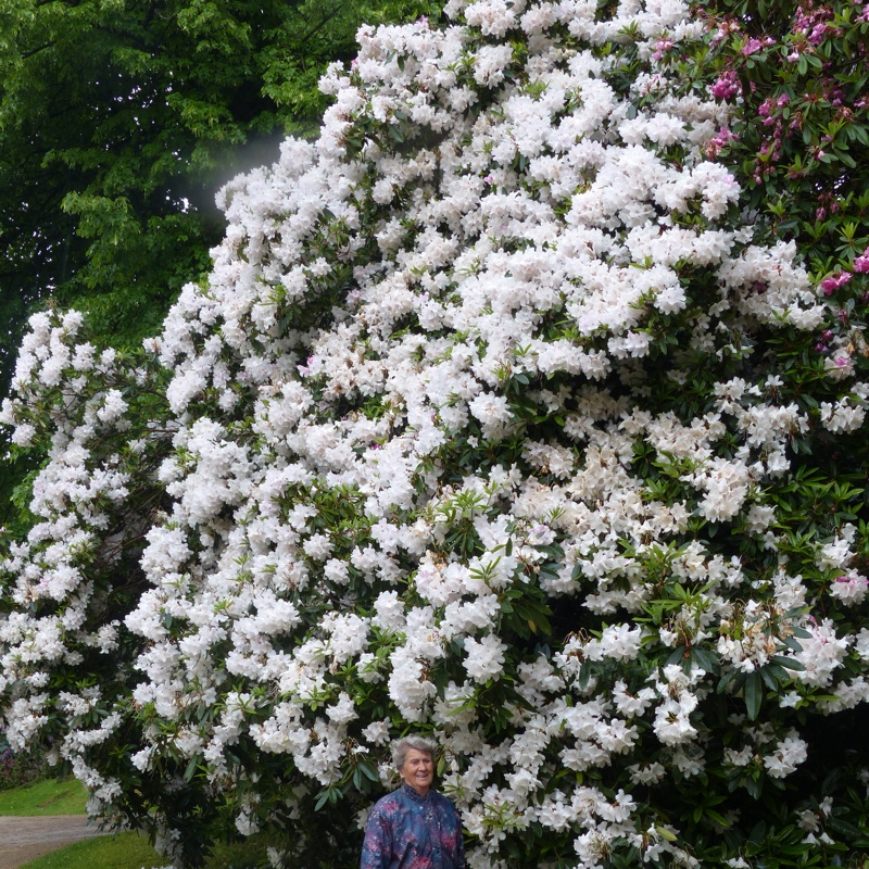 Rhododendron Polar Bear in the GardenTags plant encyclopedia Rhododendron Polar Bear in the GardenTags plant encyclopedia