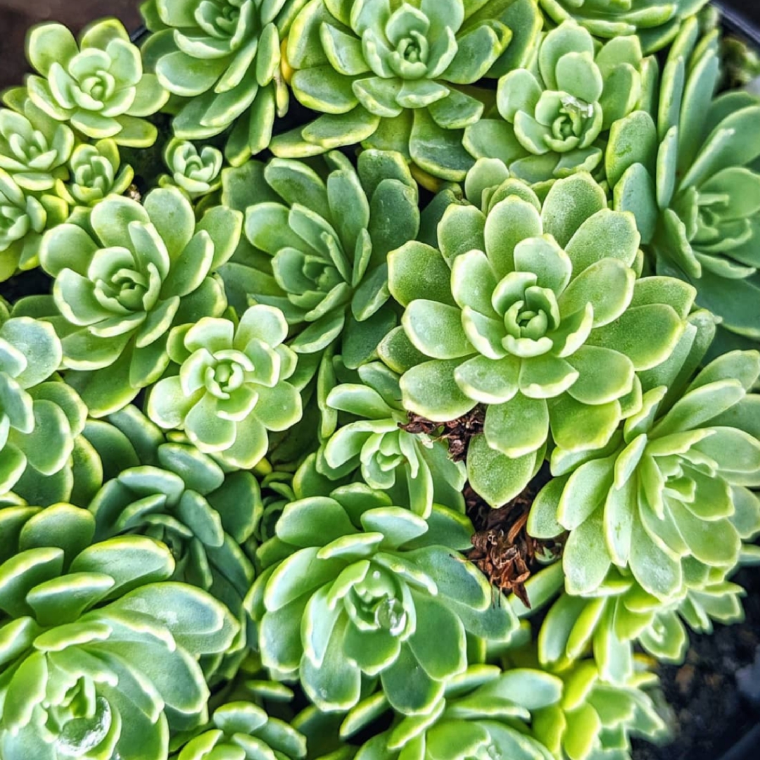 Rhodiola Pachyclados syn. Sedum Pachyclados in the GardenTags plant encyclopedia Rhodiola Pachyclados in the GardenTags plant encyclopedia